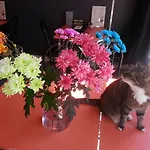 La Boheme 2* Amsterdam